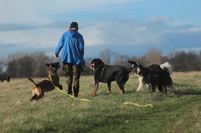 PsychoPiesek - Szkolenie Psów Głogów - Julia Kożuchowska